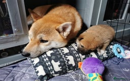 Japanese Shiba Inu dogs for sale: 5 KC Shiba puppies looking for their furever home  - Image 9