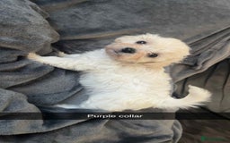 Bichon Frise dogs for sale: Bichon Frise Puppies For Sale - Image 6