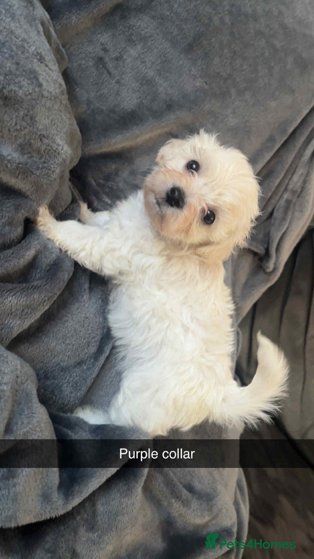 Bichon Frise dogs for sale: Bichon Frise Puppies For Sale - Image 6
