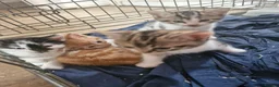 Mixed Breed cats for sale: Mixed breed kittens - Advert 5