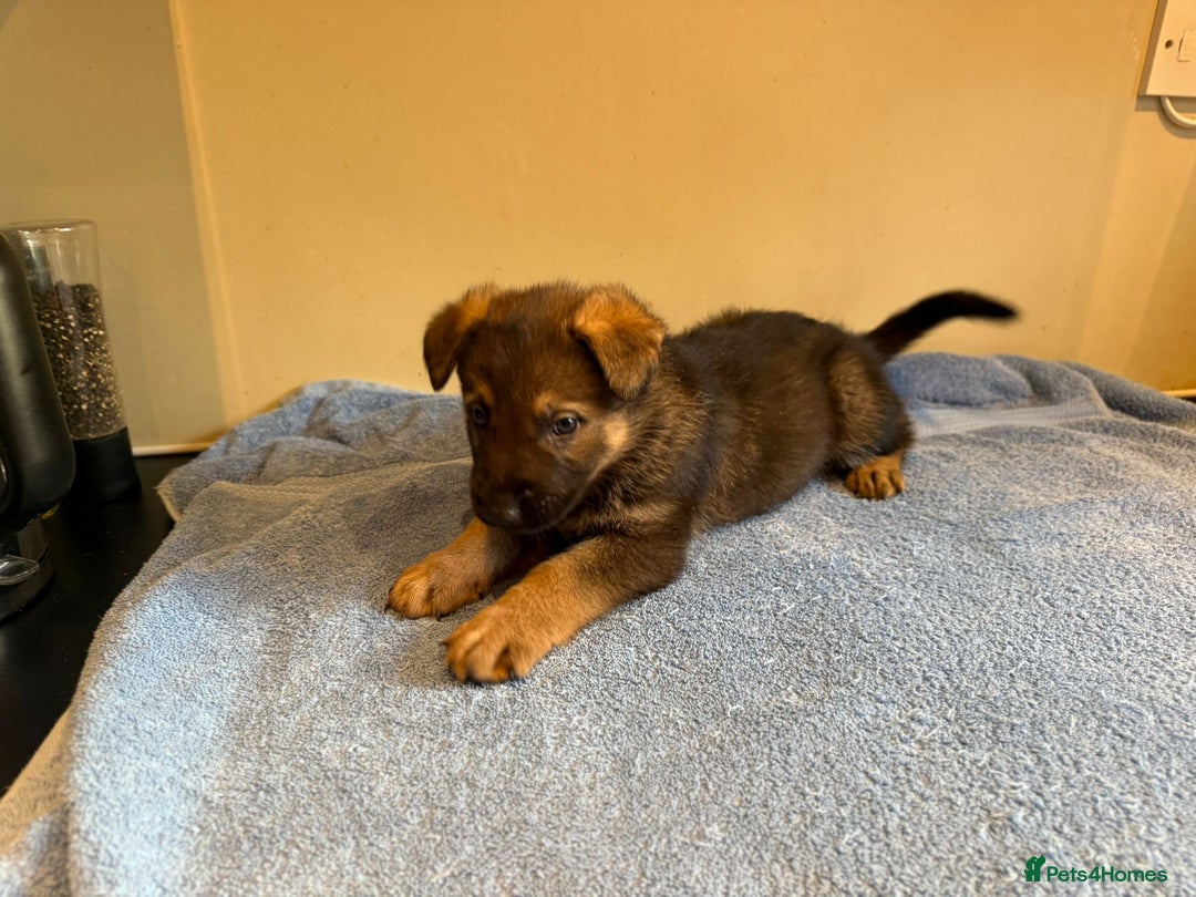 German Shepherd dogs for sale: German shepherd puppies  - Advert 6