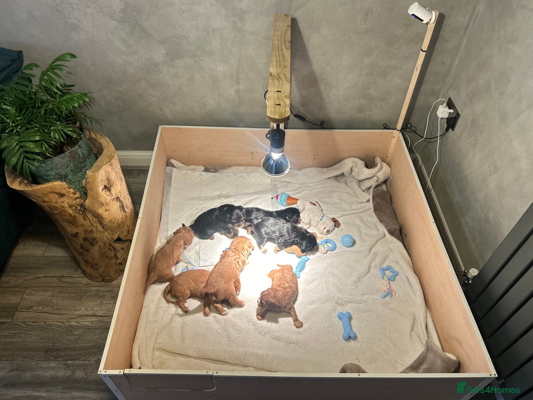 Cavalier King Charles Spaniel dogs for sale: 🫶🏻 Cavalier King Charles 🐶 - Image 12