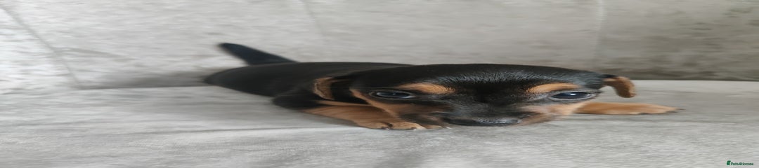Mixed Breed Puppy 1