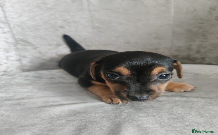 Mixed Breed dogs - Advert 7