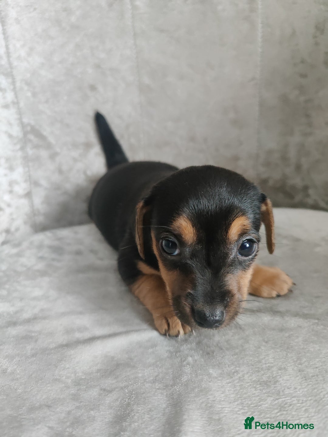 Mixed Breed dogs for sale: Four Little Ones:Sweet Female Puppies Seeking Home - Image 1