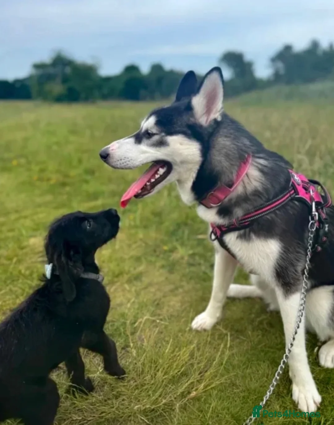 Siberian Husky dogs for sale: Siberian husky - Advert 2