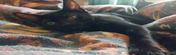 Mixed Breed cats for sale: 3 kittens looking for home in Bradford - Advert 11