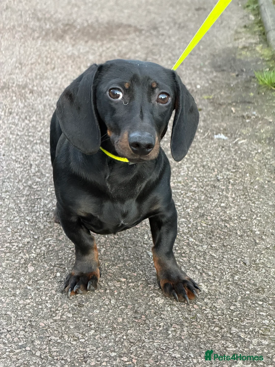 Miniature Dachshund dogs for sale: Female Miniature Daschund in Leicester - Advert 1