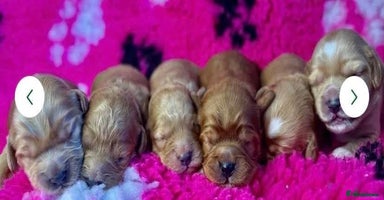 Toy Poodle dogs - Advert 3