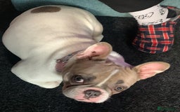 French Bulldog dogs for sale: French bulldog free (co owner wanted) - Advert 2