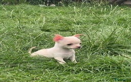 Chihuahua dogs for sale: Chihuahua puppies smooth coat - Image 17