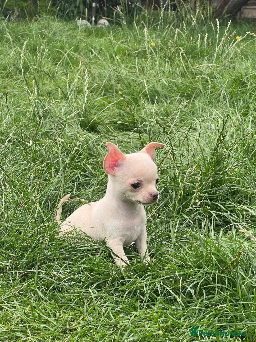 Chihuahua dogs for sale: Chihuahua puppies smooth coat - Image 17