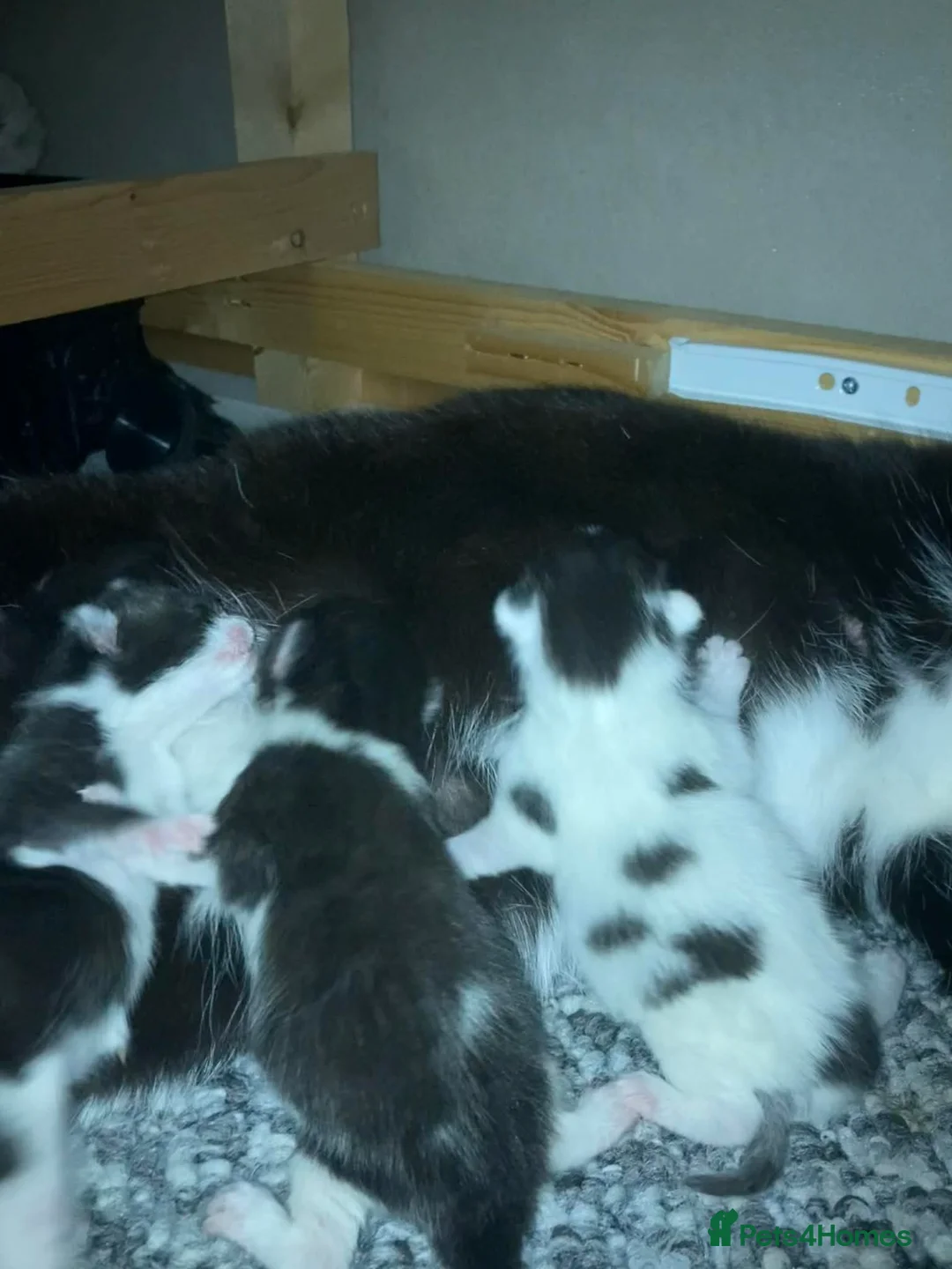 Mixed Breed cats for sale: Pretty Little Girl Kitten🤍 - Advert 2