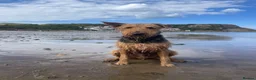 Airedale Terrier dogs for stud: Airedale Terrier Stud Dog – Health Tested - Advert 4
