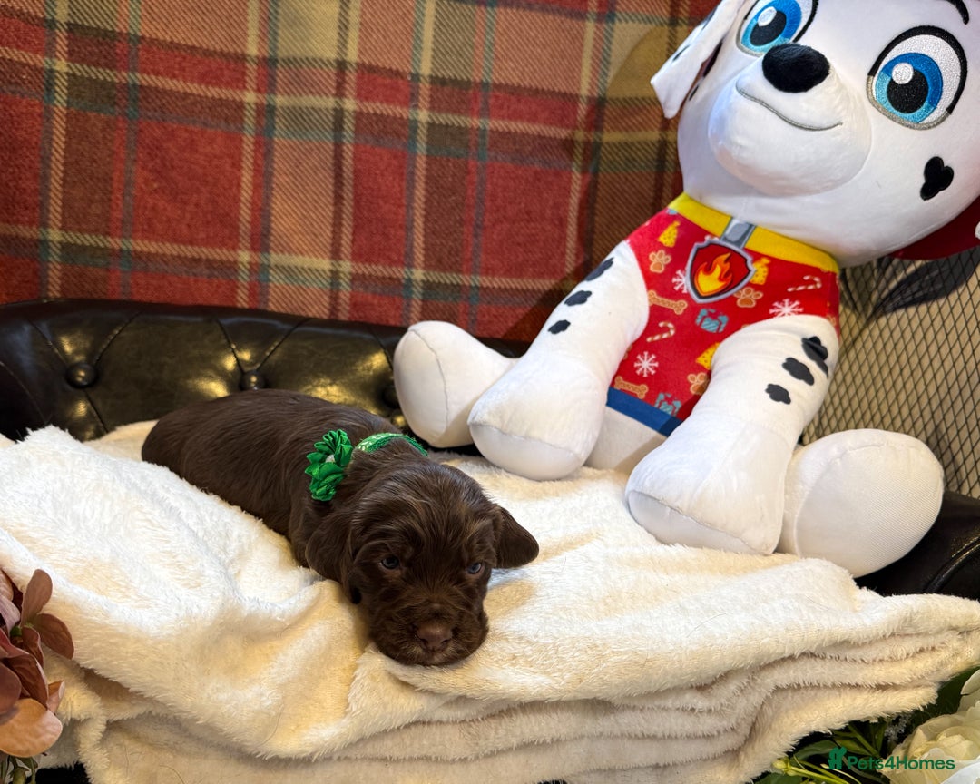 Cocker Spaniel dogs for sale: stunning chocolate and tri kc cocker spaniels - Advert 28