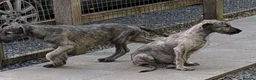 Irish Wolfhound dogs for sale: Irish Wolfhound puppies  - Advert 10