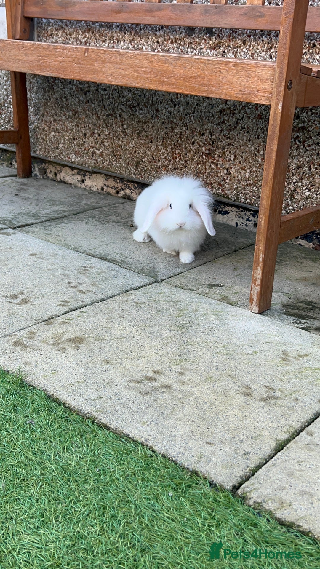 English Lop rabbits for sale: Rabbit  - Image 3