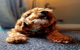 Cockapoo dogs for sale: f1 apricot cockapoo - Advert 2