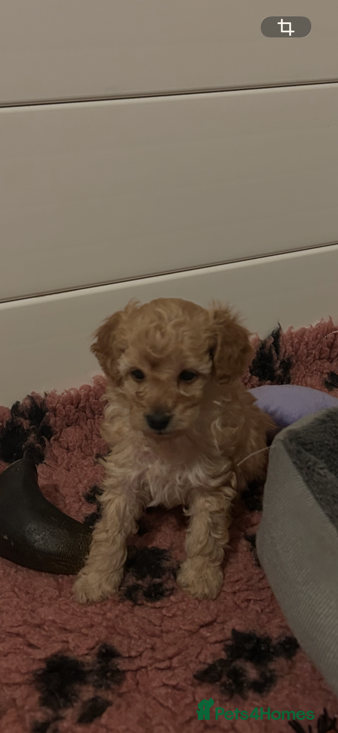 Toy Poodle dogs for sale: kc toy poodles by fully health tested parents - Advert 17