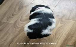 English Springer Spaniel dogs for sale: English KC Reg Springer Spaniels For Sale - Image 11