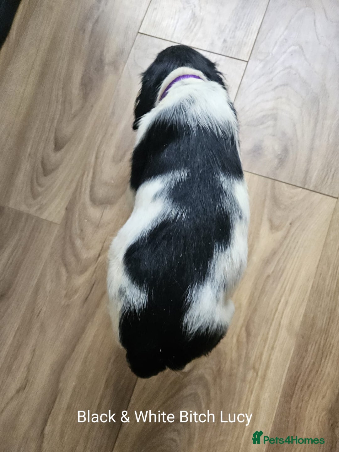 English Springer Spaniel dogs for sale: English KC Reg Springer Spaniels For Sale - Image 11