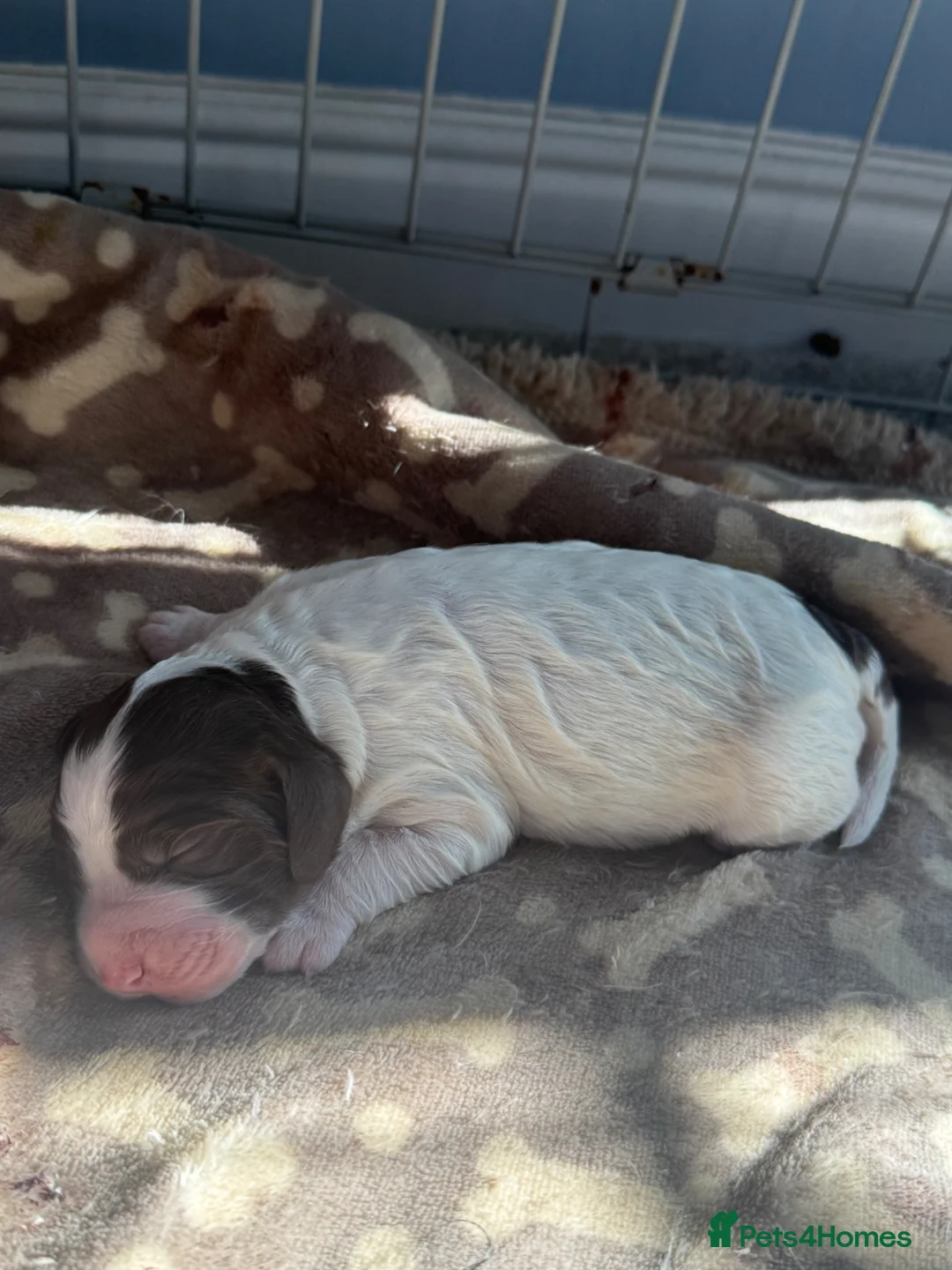 Sproodle dogs for sale: The most beautiful sproodle puppy’s  in Tonbridge - Advert 6