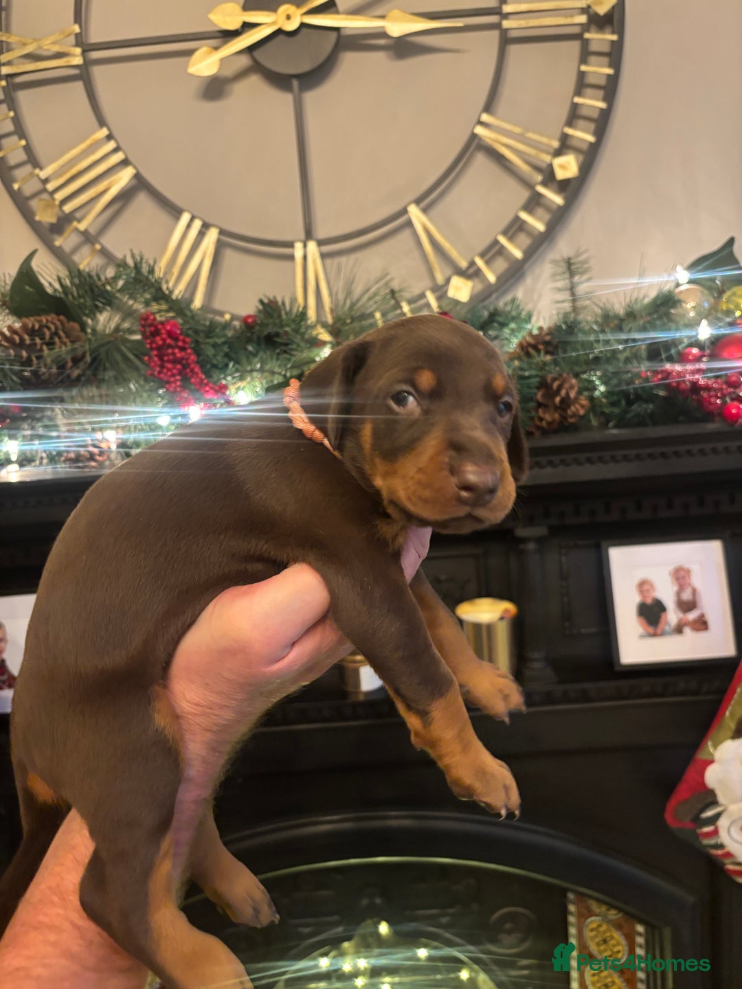 Dobermann dogs for sale: Beautiful chunky Dobermans - Advert 19