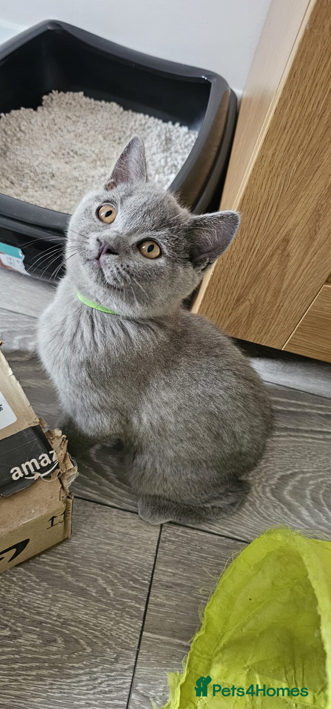 British Shorthair cats for sale: British Blue Shorthair - Image 25