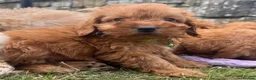 Cavapoo dogs for sale: Cavapoo Pups Bred From Health Tested Parents - Advert 5