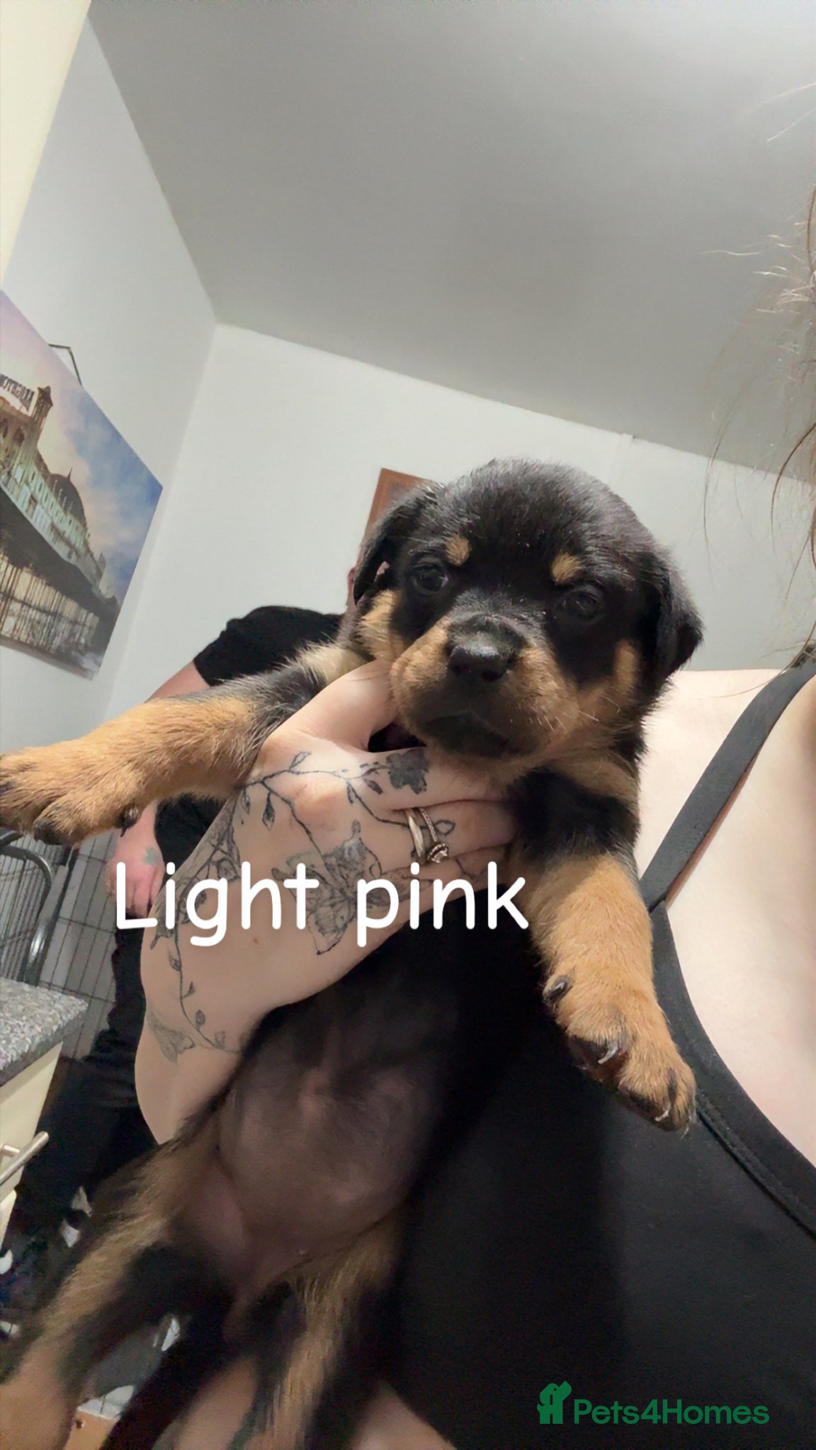 Rottweiler dogs 4 beautiful Girl Rottweiler pups left! - Advert 1