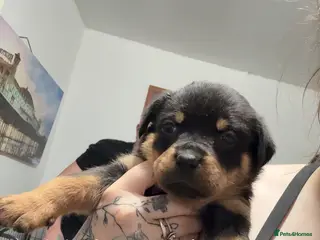 Rottweiler dogs 4 beautiful Girl Rottweiler pups left! - Advert 1