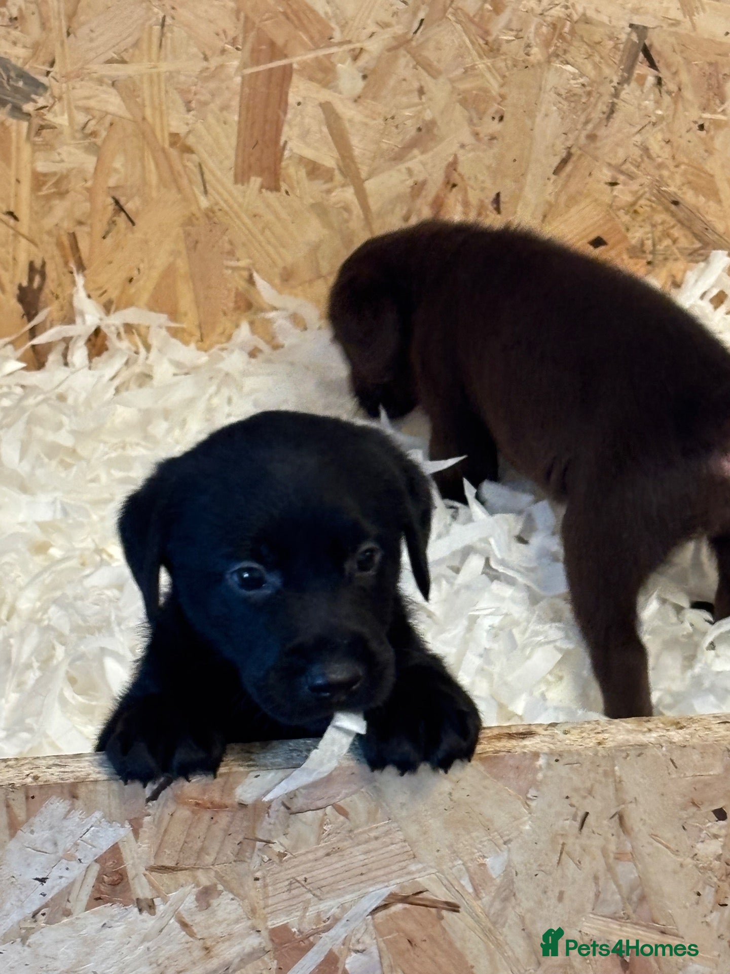 Labrador Retriever dogs Stunning labrador puppies - Advert 1