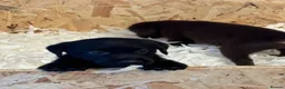 Labrador Retriever dogs for sale: Stunning labrador puppies - Advert 1