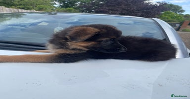 German Shepherd dogs - Advert 13