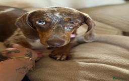 Miniature Dachshund dogs for sale: Beautiful kc mini dachshunds  - Image 30