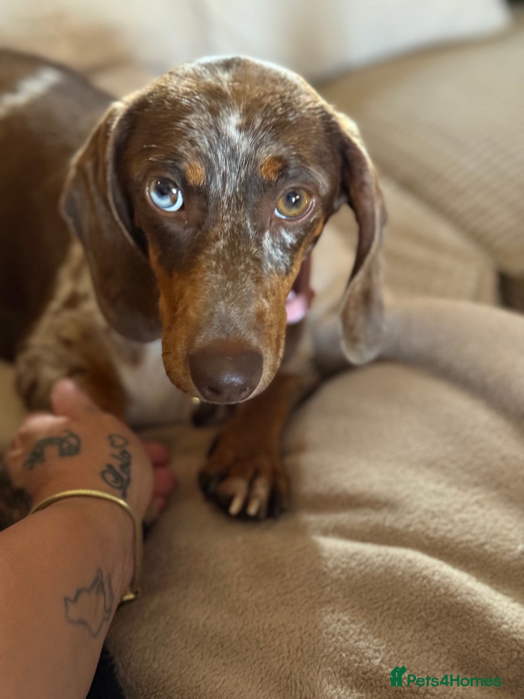 Miniature Dachshund dogs for sale: Beautiful kc mini dachshunds  - Image 30