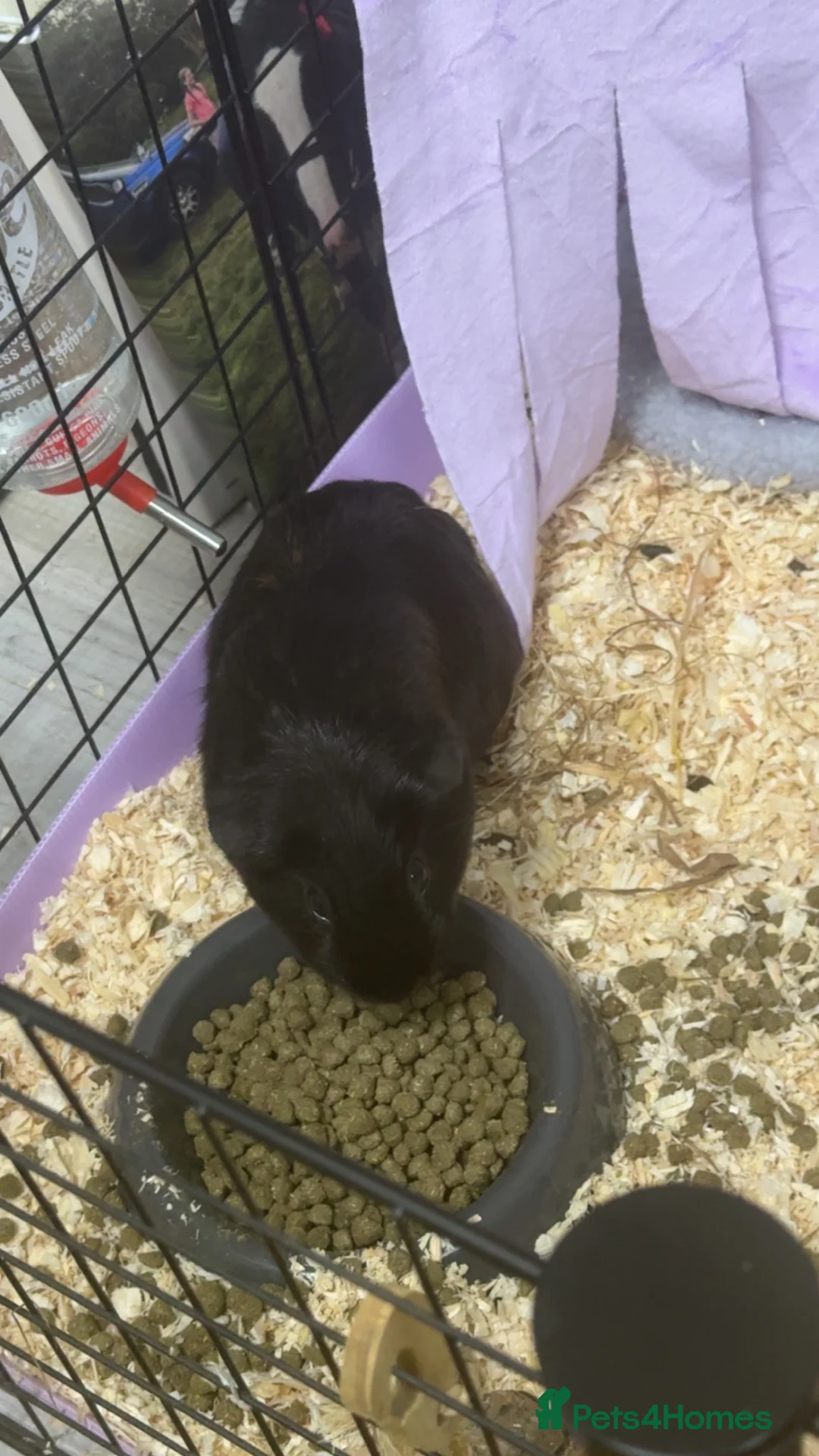 Guinea Pig rodents for sale: Guinea pigs sadly for rehoming  in Lincoln - Advert 8