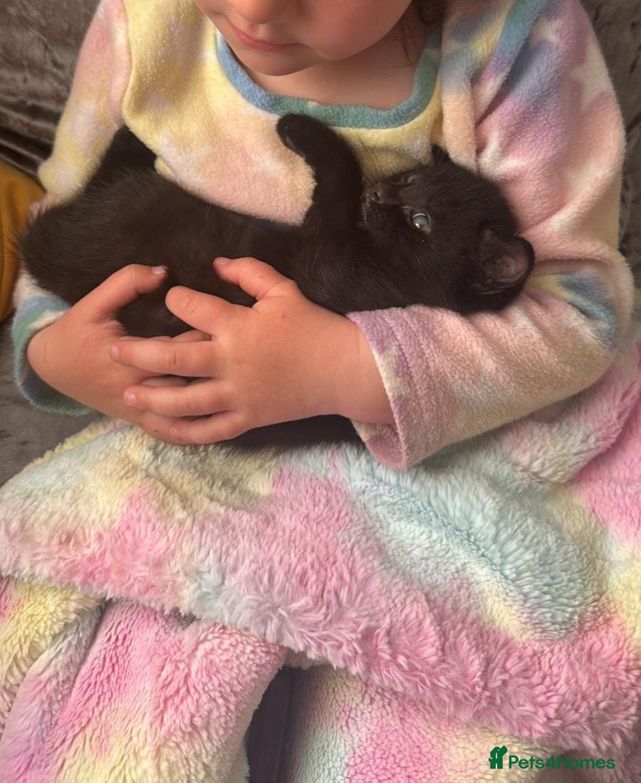 Mixed Breed cats Stunning mixed breed fluffy kittens - Advert 1