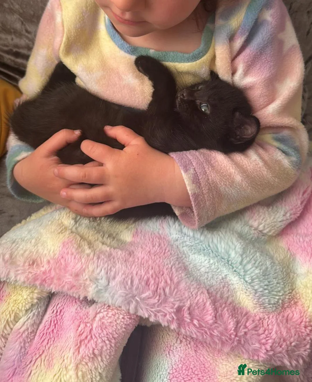 Mixed Breed cats for sale: Stunning mixed breed fluffy kittens - Advert 1
