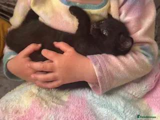 Mixed Breed cats for sale: Stunning mixed breed fluffy kittens - Advert 2