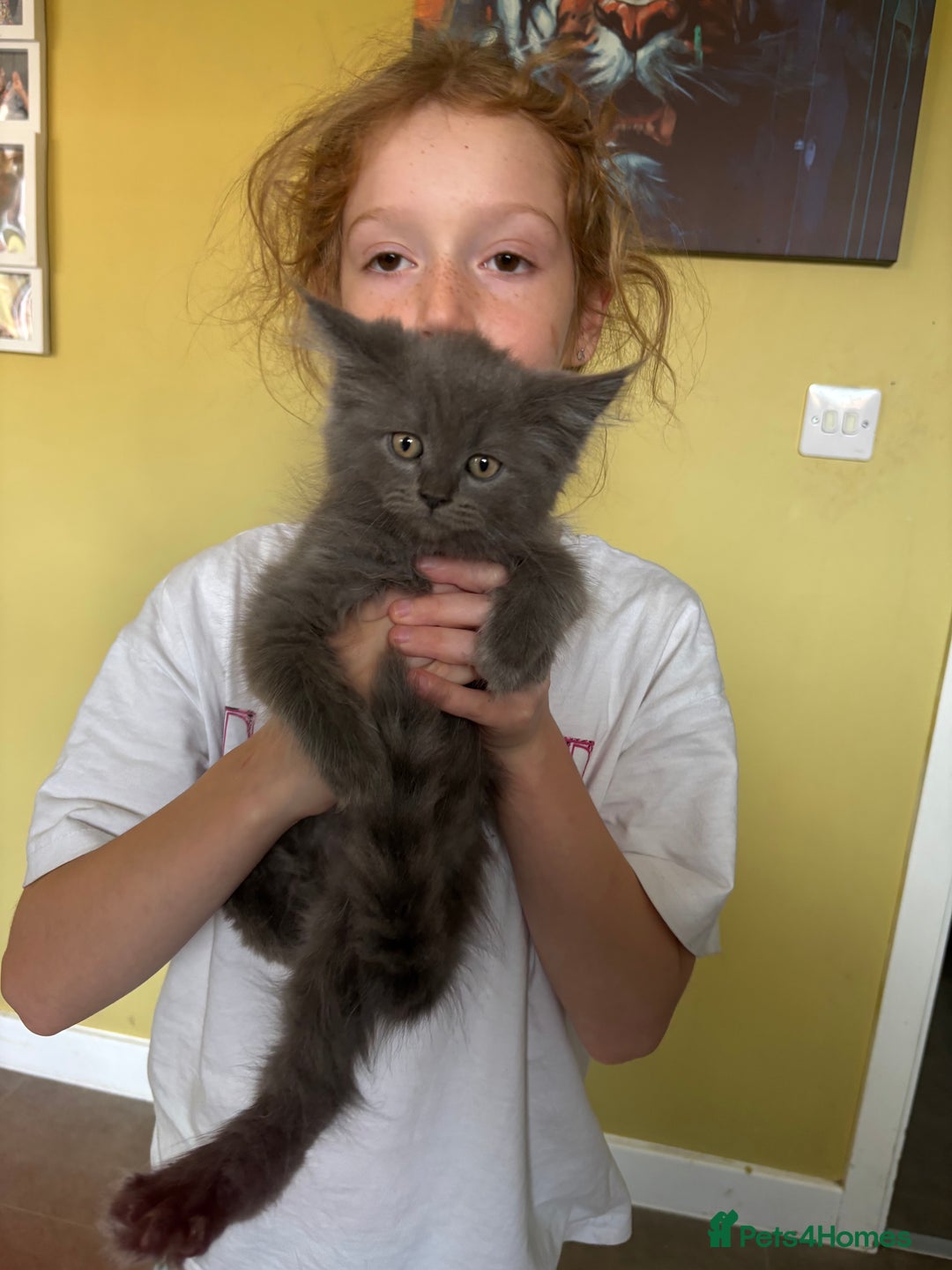 Maine Coon cats for sale: Super fluffy gorgeous Maine coon /Ragdoll kittens  - Image 17