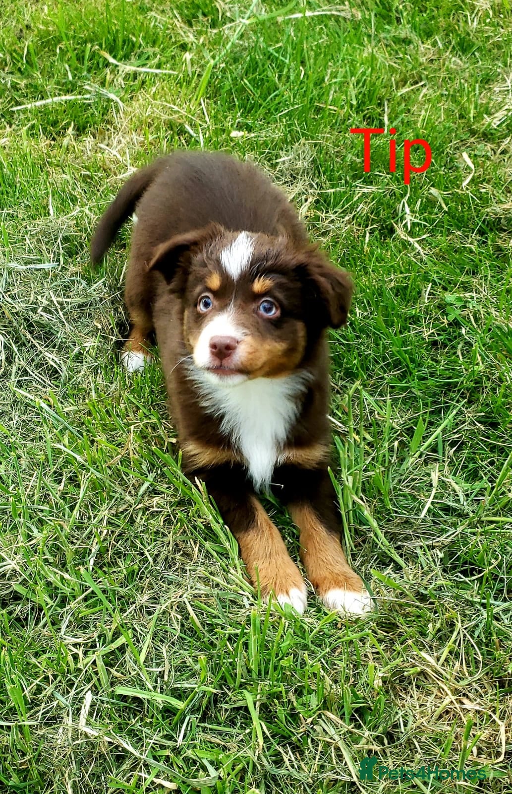 Australian Shepherd dogs for sale: Australian Shepherd Pups Available Now - Advert 2