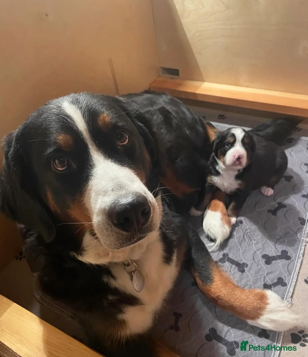 Bernese Mountain Dog dogs for sale: Bernese Mountain Dog Puppies in Birmingham - Advert 2