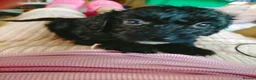 Cockapoo dogs for sale: 5 beautiful cockapoo puppies  - Advert 30