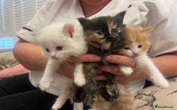Ragdoll cats for sale: Beautiful ragdoll mix kittens  - Image 1