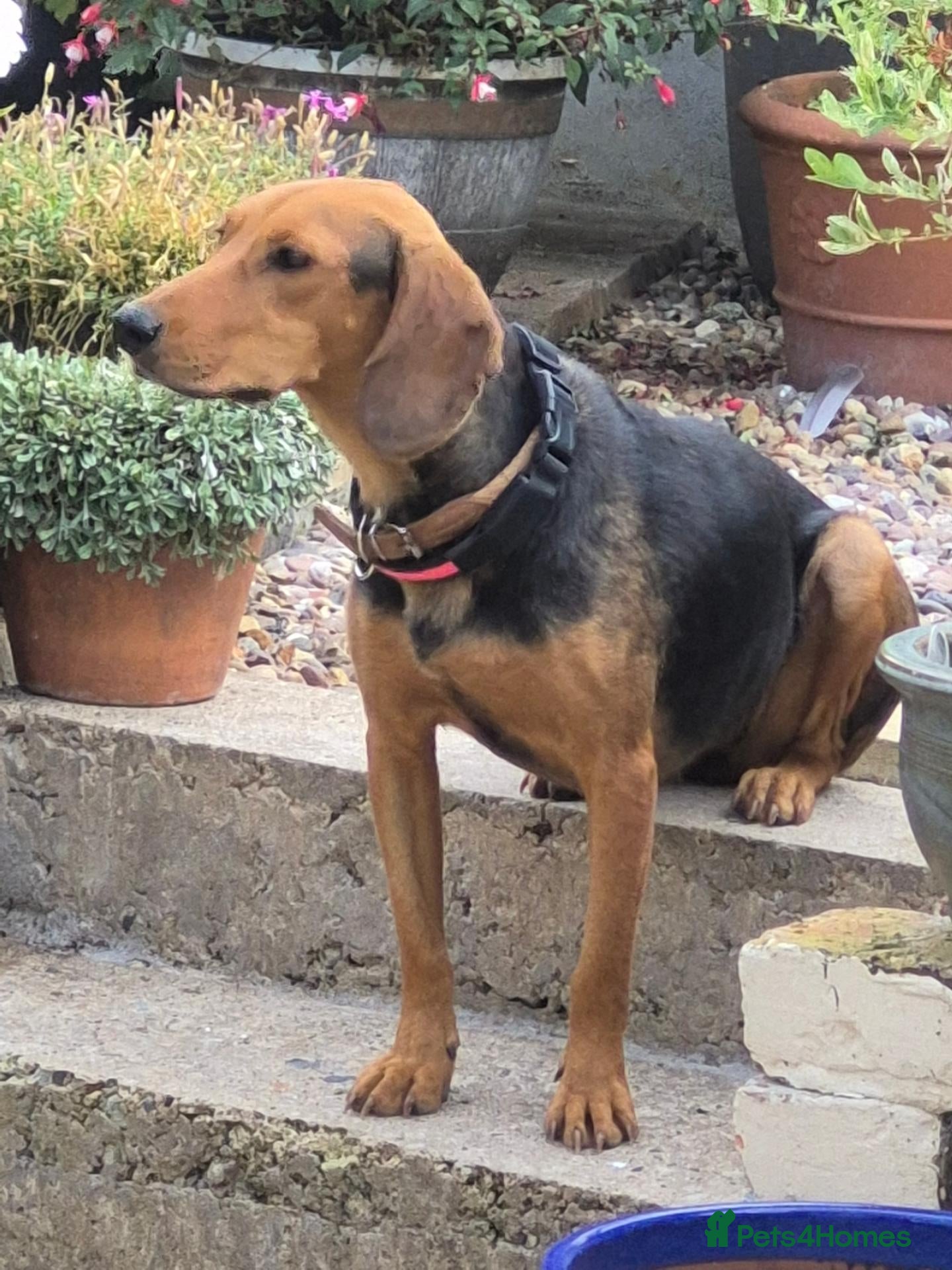 Mixed Breed dogs LENA! - Advert 1