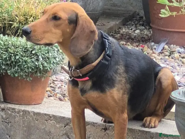 Mixed Breed dogs LENA! - Advert 1