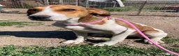 Mixed Breed dogs for adoption: Meet Hinte, currently residing in Suffolk  in Bury Saint Edmunds - Advert 7