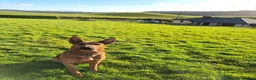 Mixed Breed dogs for sale: Red - Looking for loving home 🏡  - Advert 5