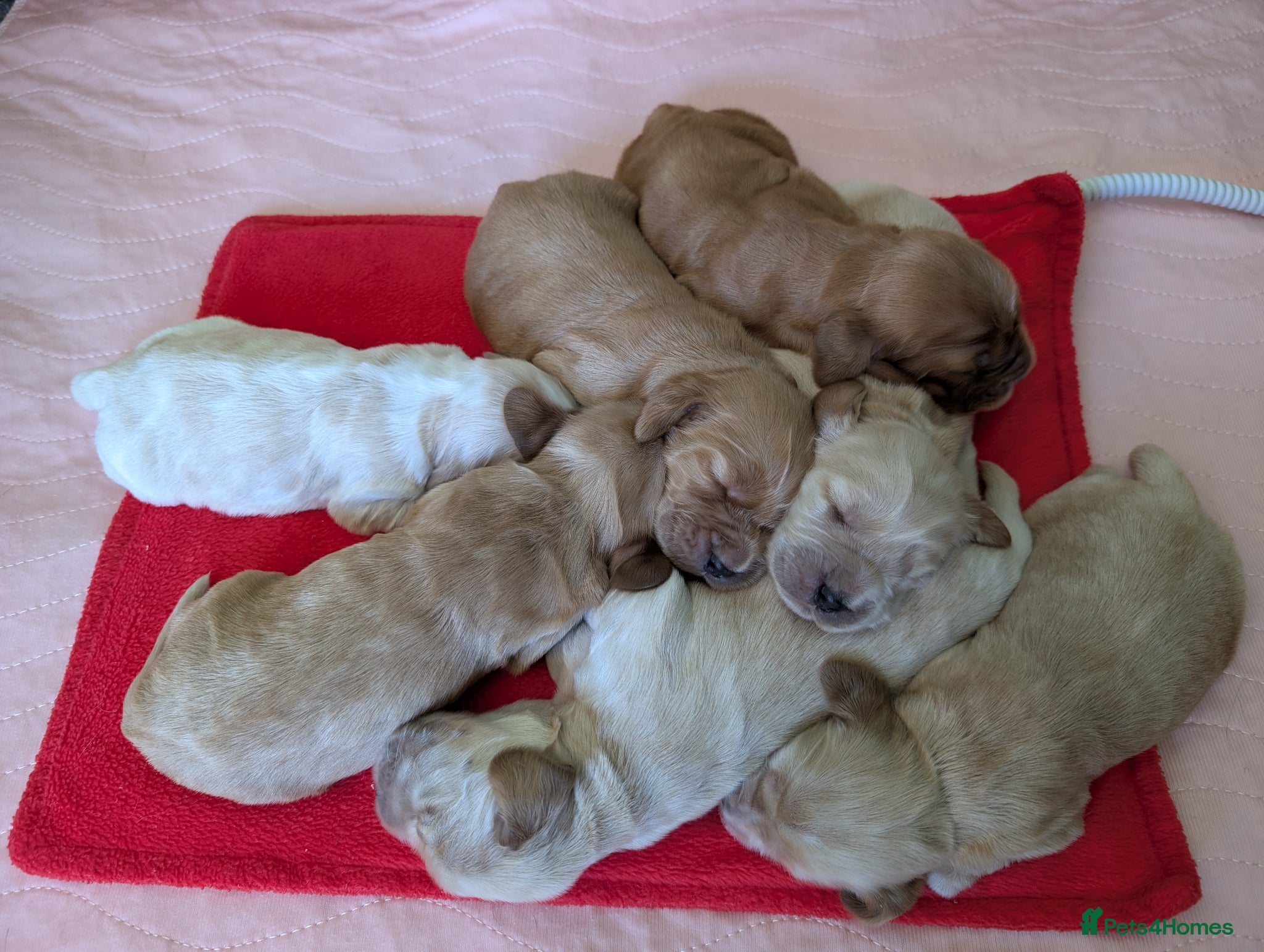 Cocker Spaniel dogs KC Registered Show Cocker Spaniel Pups  - Advert 1